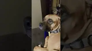 he's a todler