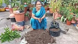 టెర్రస్ గార్డెన్లో కంద పెంచడం ఎలా హార్వెస్ట్ చేద్దాం రండి 