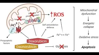 Pharmacology of Antitumor antibiotics (Antracyclines) ; Examples, Mechanism of action, Uses