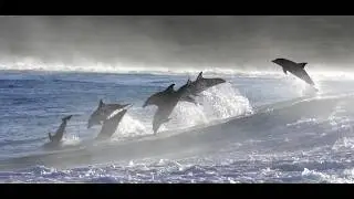 JOYFUL DOLPHINS SURFING.  Playful and fun.  So HEART WARMING.
