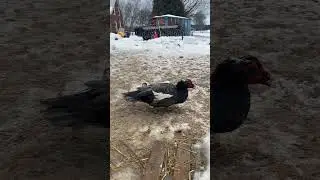 Ducks showing off#duck #ducks #duckfarming #duckfight #homestead