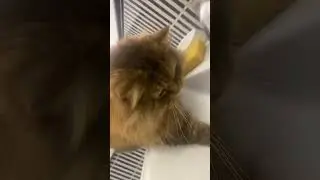 Видео создано не в целях кого то оскорбить или унизить #cat #music