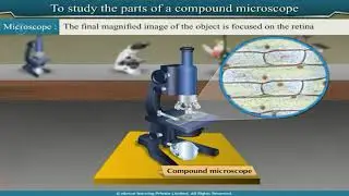 To study the parts of a compound microscope Class 9 Biology Practical #scienceexperiment #science