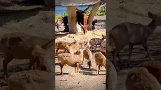 Deer 🦌 #music #bangkok #thailand #love #deer #video #shorts #animals