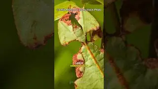 This Is Not A Leaf!!