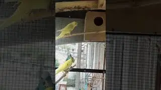 Budgie Flying - Slow motion😍