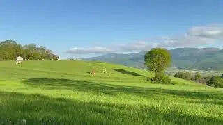 Serene Countryside Landscape with Grazing Cows