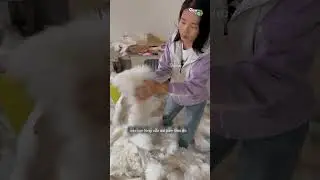 Quy trình sản xuất chiếc áo lông cừu.