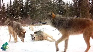 Wolf pack on a frozen beaver pond