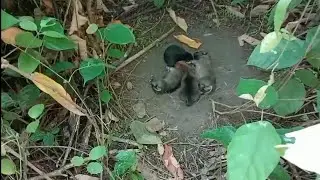 Tiny Puppies Abandoned in the Forest &mdash; A Sad and Emotional Rescue Story