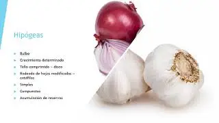 Video N°13 Tallo Parte 2
