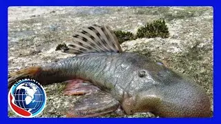 Bizarre 'Blob Headed' Fish and Amphibious Mouse Among 27 New Species Discovered in Peru!