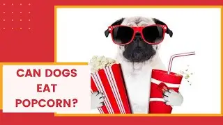 Can Dogs Eat Popcorn? Yes And No