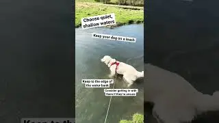 SWIMMING SAFETY for Dogs!🐶#dogshorts #dogadvice #dogswimming #dogsafety #doghealth #spring #water