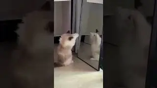 Cat Compilation That Will Make You Smile #shortfeed #pets #cutecat #short #shorts