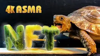 Turtle ASMR Eating NFT, turtle Attractive Eating Cucumber and Pineapple