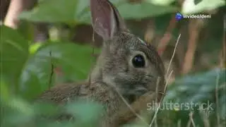 about the life of rabbits #rabbit #rabbitlifestyle #rabbitfarming #rabbitjump