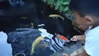 Ikan koi jinak #koibali #koikeko #koiblitar #ikankoi #koifish #koijakarta  #koilokalindonesia