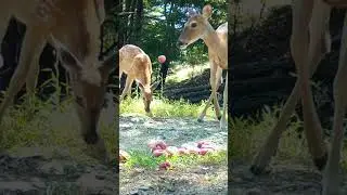 Trail Cam captures Momma and Fawn enjoying  apple feast #wildlife