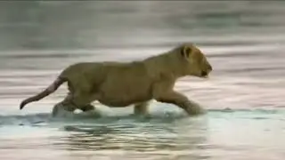 Lion Crossing River Crocodile Attack Cubs | Lion mother save cub crocodile | Lion Documentary Bangla