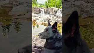 He came for the sticks, stayed for the waterfalls🐕     #dog #waterfall #viral #shorts #puppy #love