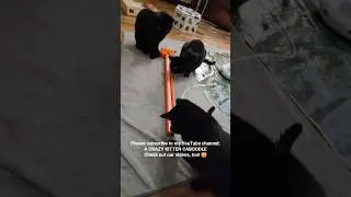 Three black cats playing together #asmr #cats #catplaying #blackcat #cattoys #catlovers #happycats