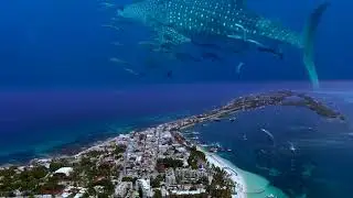 Swim with Whale sharks in cancun, Isla Mujeres or Playa del Carmen
