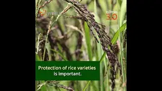 Rice in Research