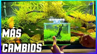 YA ESTÁN LOS BADIS 🐠 EN SU ACUARIO, NUEVO ACUARIO Y....MUCHO MÁS / RESUMEN Nº290
