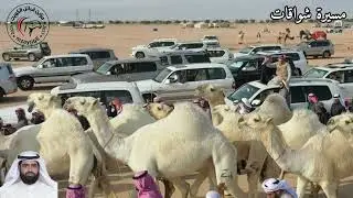 مسيرة ( شواقات ) محمد باتل بن شوق الأول في شوط بيرق الوضح في مزاين قبائل الكويت 2023/11/24