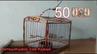 jaula de lujo en madera. 50$ FT. entrampando con fabian.