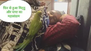 देखिए मिट्ठू को पापा के साथ कैसे महासंग्राम हुआ 🤣🦜#like #youtubevedeo # varal 🦜 Agra 