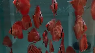 High quality young Stocker discus Red Cover Blue Rim & Heckel Cross Royal