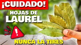&iexcl;CUIDADO! NUNCA m&aacute;s TIRES las HOJAS de LAUREL son ORO