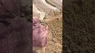ਅੱਜ ਲਗਾਈ ਗੰਢਿਆ ਦੀ ਪਨੀਰੀ #farmer work #ghuman shorts