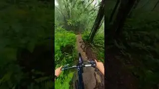 Insane forrest! Are these bike trails?! 🤯 #mountainbiking #quebec