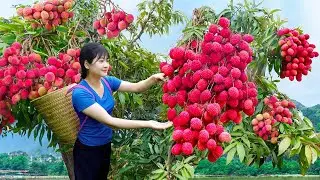Harvest Giant Sweet Hybrid Lychee In Deep Forest To Sell - Secret Recipe Make Traditional Fruit Cake
