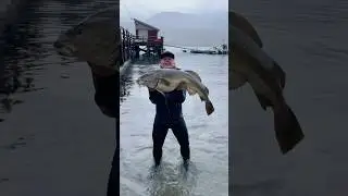 Monster Atlantic cod