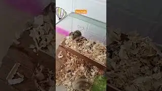 new home hamsters 🐹 #hamsterlucu #pets #hamtaro #animals #yesskids