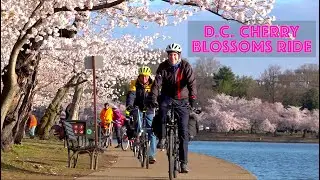 D.C. Cherry Blossoms Bike Tour 2022