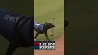 Ripken the Bat Dog: Forever a legend ❤️
