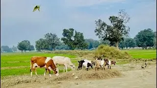 Peaceful Afternoon with Village Animals | Relaxing Rural Sounds asmr video Pakistan 