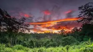 How do we save a forest? We do it through The Kasiisi Project!
