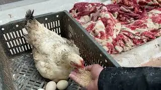 The hen broody for the first time 🥰