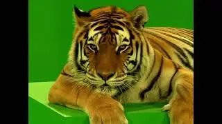 Free non copyright tiger Green screen videos/ tiger green screen story 