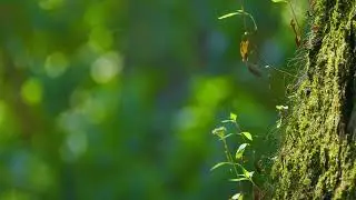Sunday Brunch Ambience - Bright Forest Morning with Happy Piano for Weekend Meal