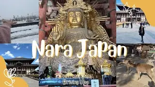 Tōdaiji Temple Hatsumōde | Nara Park & Winter Road Trip Japan
