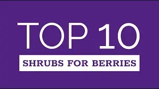 Top 10 Berry-Producing Shrubs | Proven Winners&reg; Best Picks