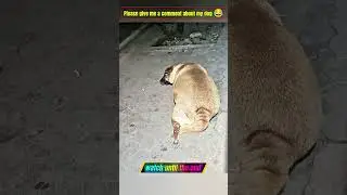 Dog video #shortvideo #dogvideos #funny #pets #animals