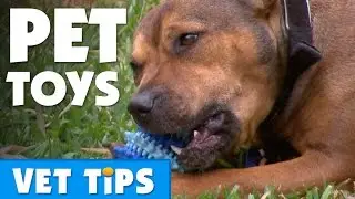 How To Choose The Best Toy For Your Dog | Bondi Vet